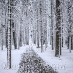 Edmonton's river valley is one of its greatest charms.  Though winters can be cold, Edmonton is one of Canada's most beautiful cities.  I have a collection of stunning winter shots of Edmonton if you're interested.