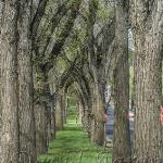 These trees lined Whyte Avenue for nearly 6 decade until they had to be removed due to disease and stress.  What few knew was that these trees were sitting over the old street car tracks.